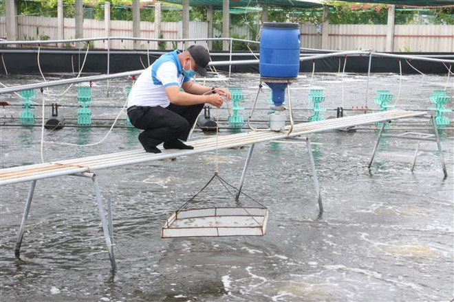 Ngành tôm phấn đấu đạt kim ngạch xuất khẩu trên 4,3 tỷ USD trong 2023 ảnh 1