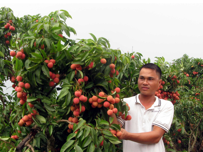 Lô quả vải tươi đầu tiên của Việt Nam đã vào thị trường Canada ảnh 1