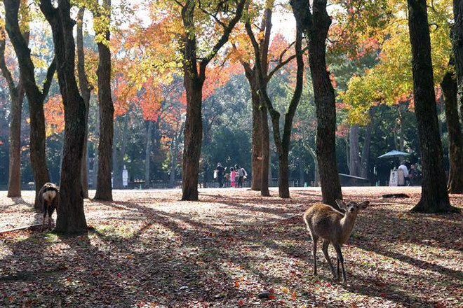 Tour du lịch miền Tây Nhật Bản cho phóng viên dự hội nghị G20 ảnh 1