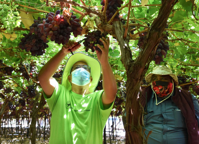 Thu hoạch nho ở Nam Phi. (Nguồn: fruitnet.com) Nam Phi hướng đến thị trường châu Á nhằm phục hồi kinh tế hậu COVID-19 ảnh 1