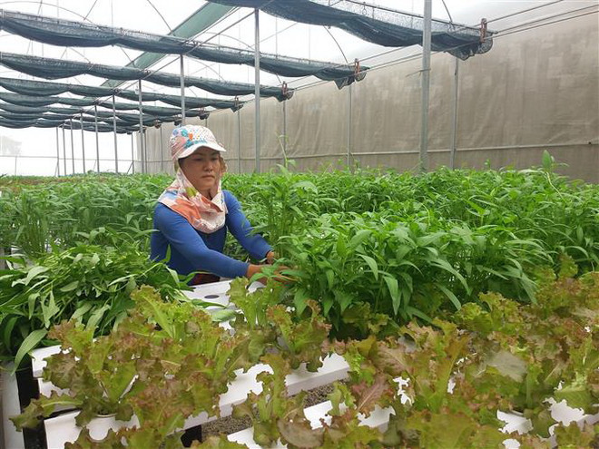 Tăng cường hợp tác giữa thành phố Hà Nội và tỉnh Đắk Lắk ảnh 1