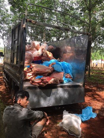 Đột kích, triệt phá đường dây kinh doanh thịt nhiễm tả lợn châu Phi ảnh 1
