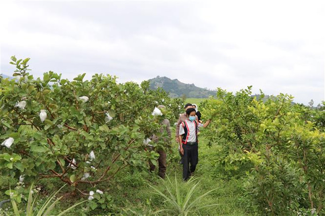 Khánh Hòa nâng mức sống của đồng bào thiểu số tiệm cận với vùng khác ảnh 2