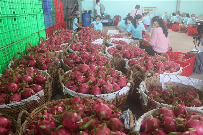 Giá trị xuất siêu nông, lâm, thủy sản tăng gấp 2 lần so với năm 2021 ảnh 1