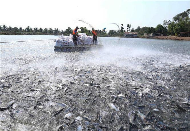 Ngành thủy sản có thể đạt kim ngạch xuất khẩu 10 tỷ USD ảnh 1