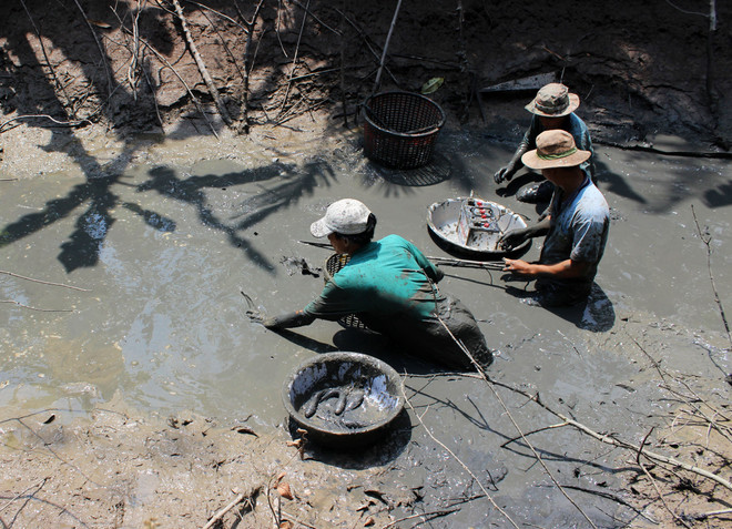 Khan hiếm nguồn cung, giá cá đồng tại Cà Mau tăng đột biến ảnh 1