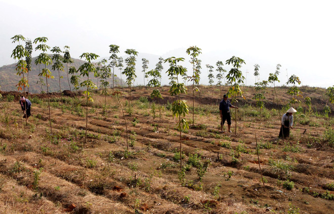 Lãng phí khi chuyển rừng nghèo sang trồng cao su ở Gia Lai ảnh 1