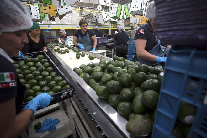 Thương mại nông sản Mexico-Mỹ đạt mức cao kỷ lục hơn 40 tỷ USD ảnh 1