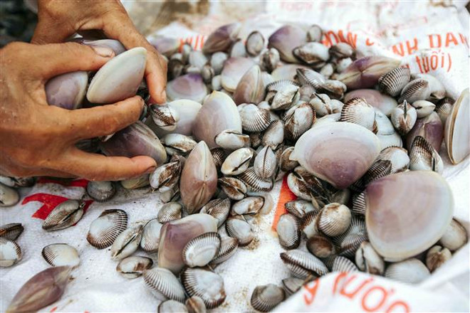 Trà Vinh: Giá ngao thương phẩm đầu vụ được thu mua ở mức cao ảnh 1