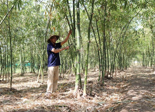 Hướng đi mới trồng tre tứ quý mang lại thu nhập cao tại Ninh Thuận ảnh 1