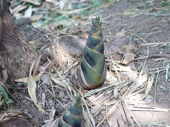 Hướng đi mới trồng tre tứ quý mang lại thu nhập cao tại Ninh Thuận ảnh 2