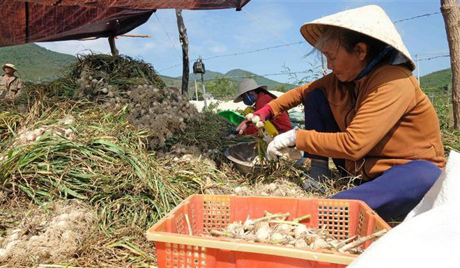 Tỏi Khánh Hòa được mùa và được giá, thương lái đến mua đều đặn ảnh 1