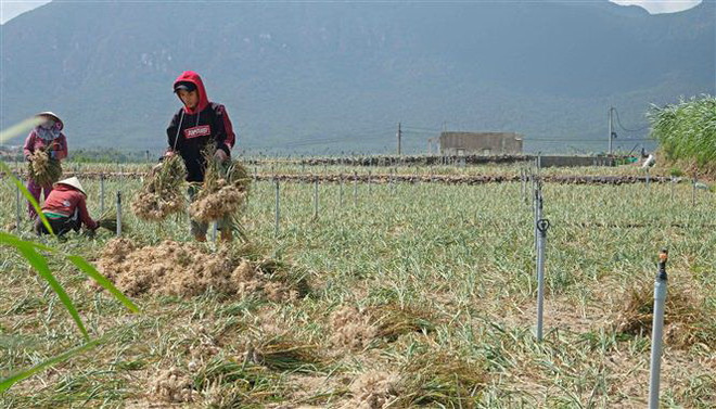 Tỏi Khánh Hòa được mùa và được giá, thương lái đến mua đều đặn ảnh 2