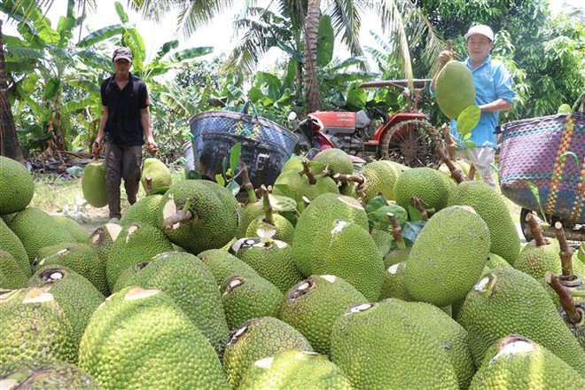 Giá mít tại Tiền Giang đang “sốt" do nguồn cung rất hạn chế ảnh 1