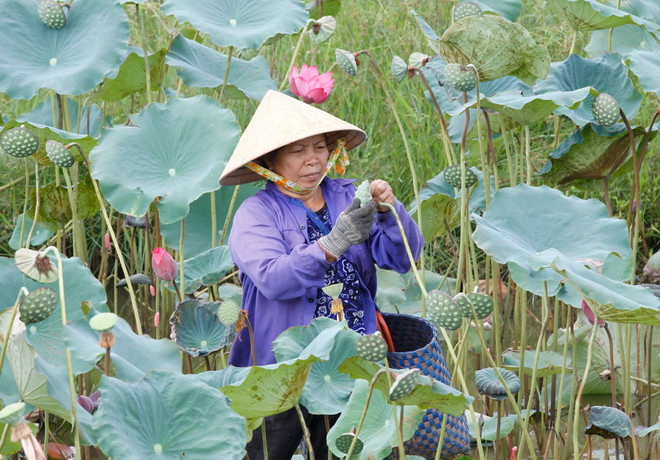 Nông dân ở xã Hương Chữ, thị xã Hương Trà thu hoạch sen. (Ảnh: Hồ Cầu/TTXVN) ttxvn-hat sen1.jpg