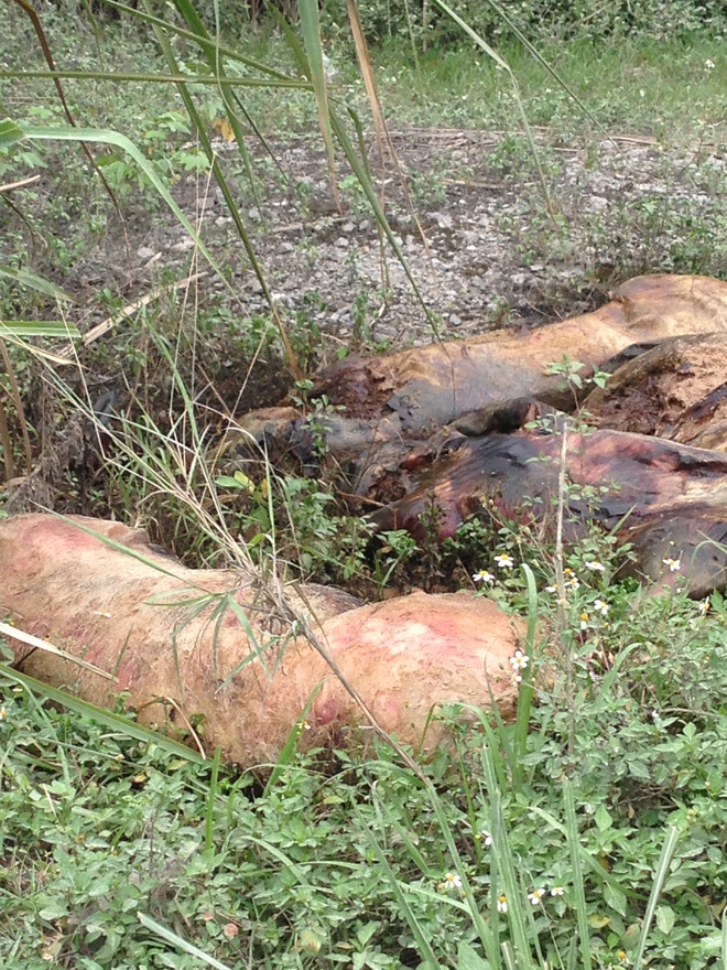 Lạng Sơn: Dân khốn khổ vì lợn xuất khẩu chết bị vứt dọc đường ảnh 6