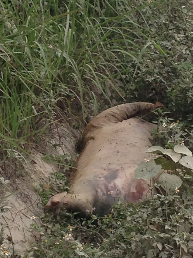 Lạng Sơn: Dân khốn khổ vì lợn xuất khẩu chết bị vứt dọc đường ảnh 3