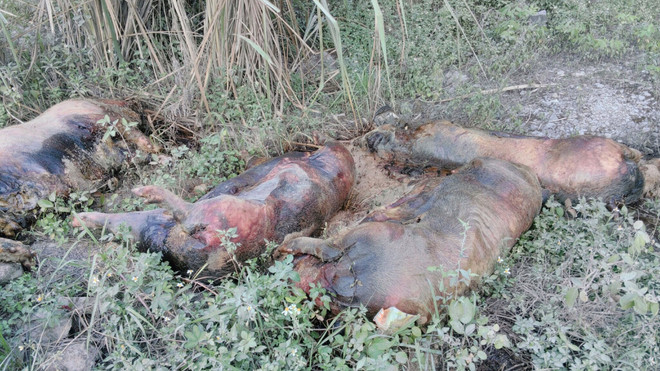[Video] Kinh hoàng xác lợn chết vứt dọc đường quốc lộ ở Lạng Sơn ảnh 1