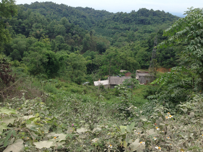 Lạng Sơn: Dân khốn khổ vì lợn xuất khẩu chết bị vứt dọc đường ảnh 4