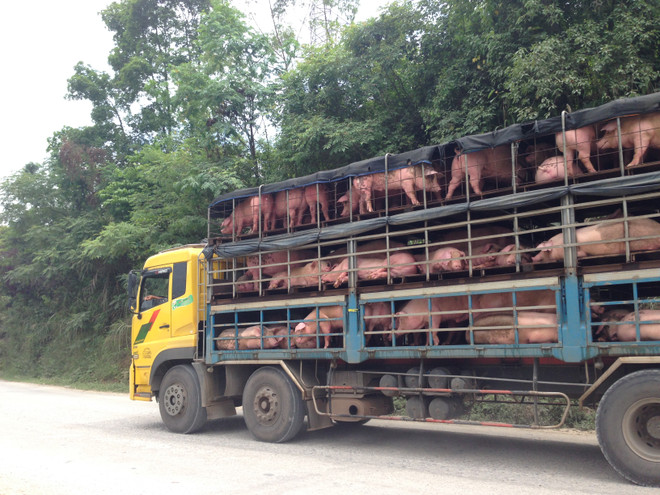 Lạng Sơn: Dân khốn khổ vì lợn xuất khẩu chết bị vứt dọc đường ảnh 5
