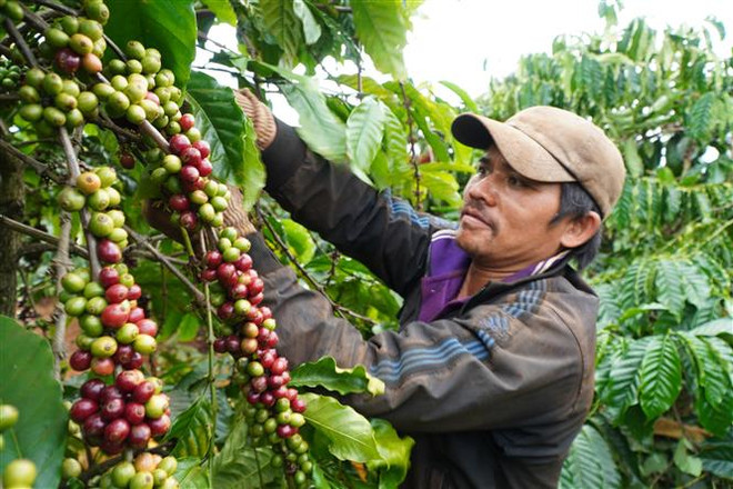 Thị trường nông sản tuần qua: Giá gạo giảm, càphê Robusta tăng ảnh 2