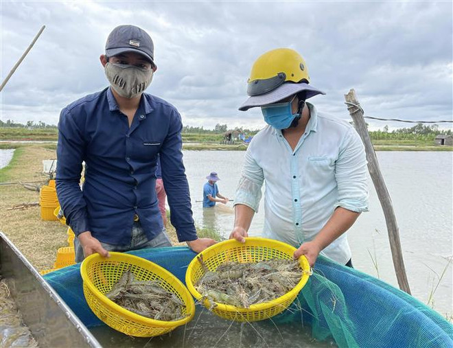 Giá tôm nguyên liệu tại tỉnh Bạc Liêu bất ngờ tăng đột biến ảnh 1