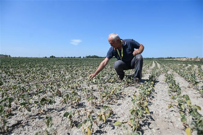 Một cánh đồng đậu tương bị khô hạn tại Sozzago, Italy ngày 11/7/2022. (Ảnh: AFP/TTXVN) Mùa Hè 2022 là nóng nhất từng được ghi nhận trong lịch sử châu Âu ảnh 2