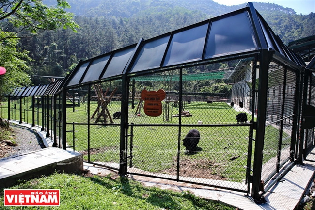 Ngôi nhà mới giúp bảo tồn loài gấu đang có nguy cơ bị tuyệt chủng ảnh 4