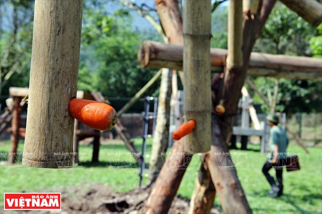 Ngôi nhà mới giúp bảo tồn loài gấu đang có nguy cơ bị tuyệt chủng ảnh 15