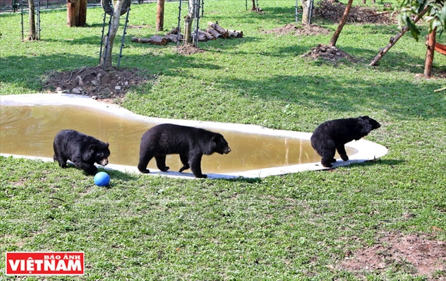 Ngôi nhà mới giúp bảo tồn loài gấu đang có nguy cơ bị tuyệt chủng ảnh 10