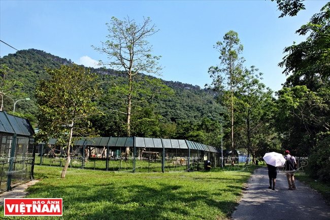 Ngôi nhà mới giúp bảo tồn loài gấu đang có nguy cơ bị tuyệt chủng ảnh 1