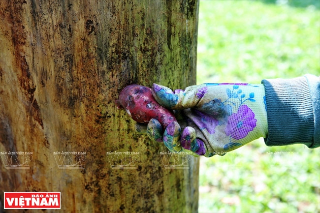 Ngôi nhà mới giúp bảo tồn loài gấu đang có nguy cơ bị tuyệt chủng ảnh 14