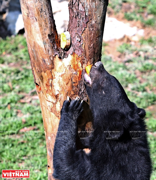 Ngôi nhà mới giúp bảo tồn loài gấu đang có nguy cơ bị tuyệt chủng ảnh 17