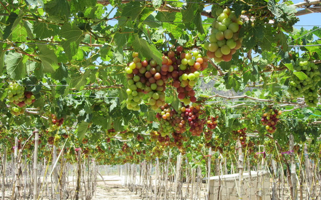 Nho Ninh Thuận bán được giá cao gấp 1,5 lần so với cuối năm ngoái ảnh 1