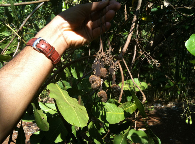 Bình Thuận: Điều có giá thu mua cao nhưng lại bị mất mùa ảnh 1