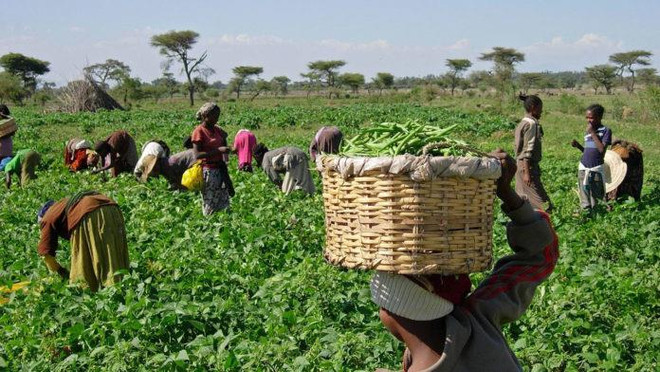 Nông dân ở Nigeria. (Nguồn: fmic.gov.ng) Tổng thống Nigeria yêu cầu điều tra vụ 18 nông dân bị giết dã man ảnh 1