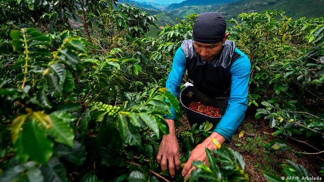 Thu hoạch càphê ở Colombia. (Nguồn: AFP) Giá gạo Ấn Độ và Thái Lan tăng, giá càphê thế giới đồng loạt đi ngang ảnh 2