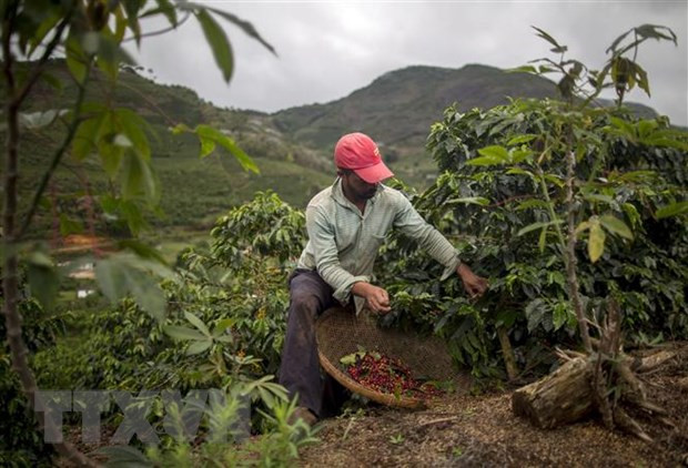 Thị trường nông sản thế giới: Gạo 5% tấm của Việt Nam giảm giá ảnh 2