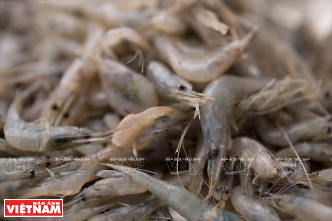 Cảm nhận vị tươi ngon của món tép chiên giòn xúc bánh đa ảnh 1