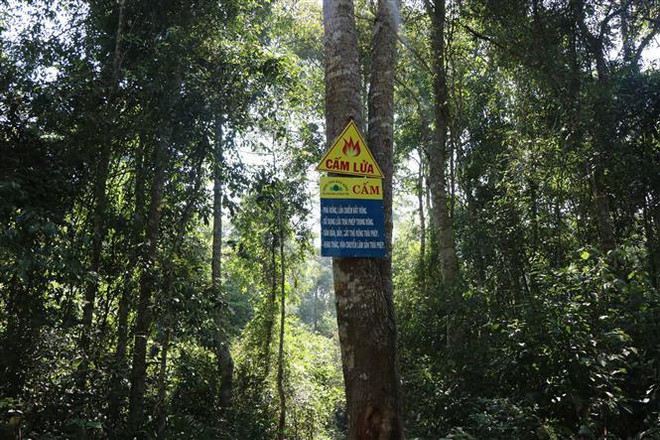 Đắk Nông: Giao 1.600ha rừng cho công ty không có chức năng quản lý ảnh 2