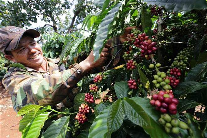 Nông dân xã Ia Kla, huyện Đức Cơ (Gia Lai) chăm sóc vườn càphê. (Ảnh: TTXVN) Phấn đấu đưa thương mại hai chiều Việt Nam-Ukraine lên mức 1 tỷ USD ảnh 1