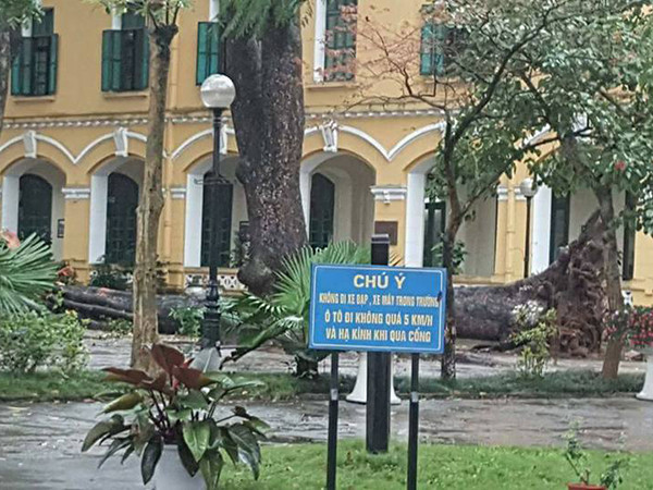 Hà Nội: Cây cổ thụ bật gốc trong sân trường, nữ sinh bị gãy tay chân ảnh 1