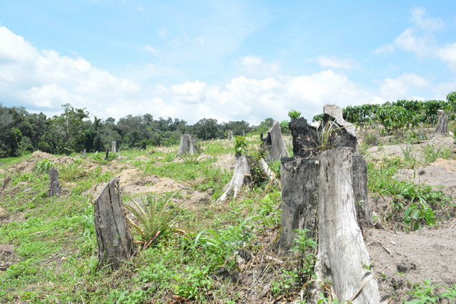 Tây Nguyên thu hồi 88 dự án chuyển đổi rừng, đất rừng sai mục đích ảnh 1