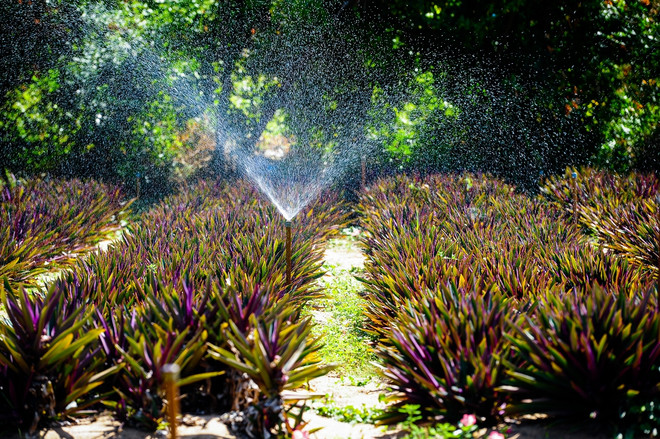 Xây dựng thành công những vùng trồng dược liệu 'trăm triệu' ảnh 2