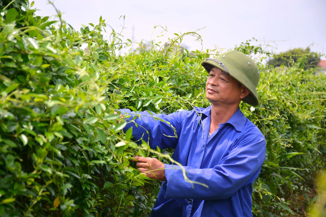 Xây dựng thành công những vùng trồng dược liệu 'trăm triệu' ảnh 1