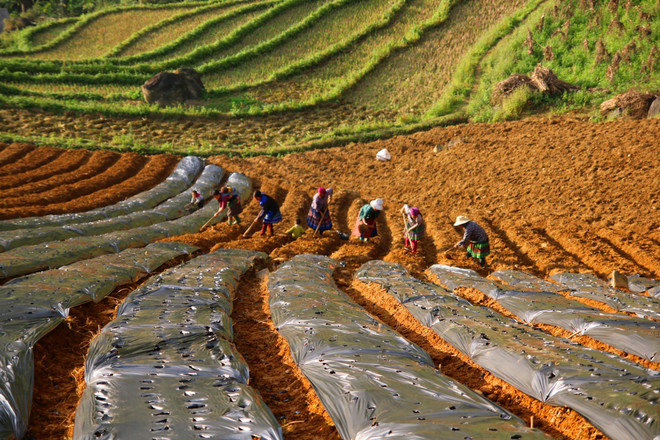 Xây dựng thành công những vùng trồng dược liệu 'trăm triệu' ảnh 3