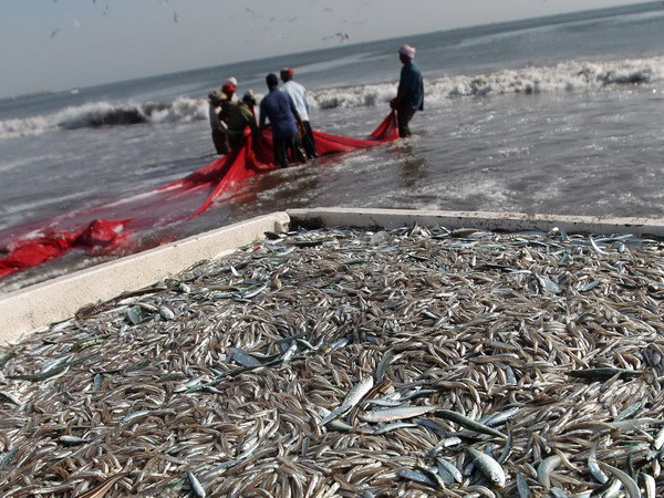 Ngư dân Mỹ vứt bỏ lượng cá ăn được trị giá 1 tỷ USD mỗi năm ảnh 1