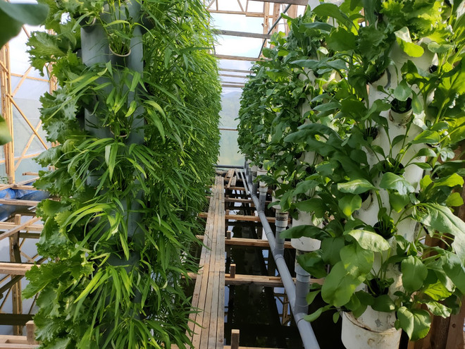 Mô hình vườn rau khí canh sử dụng điện Mặt Trời tại Lâm Đồng ảnh 1