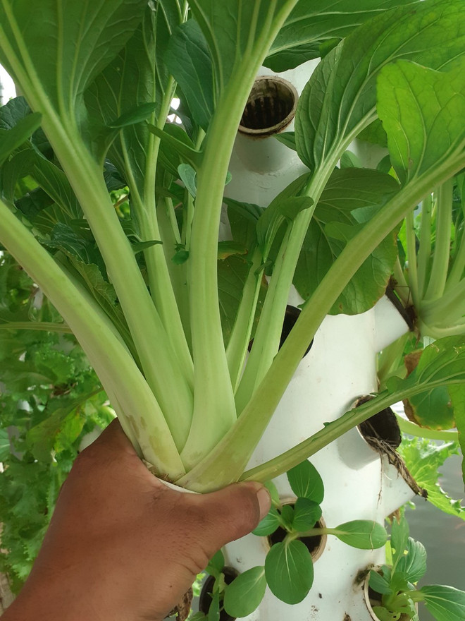 Mô hình vườn rau khí canh sử dụng điện Mặt Trời tại Lâm Đồng ảnh 3