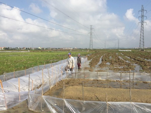 Hà Nội giải quyết vướng mắc về quyền sử dụng đất sau dồn điền đổi thửa ảnh 1